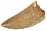 Serrated, Carcharodontosaurus Tooth - Excellent Condition #191963-1